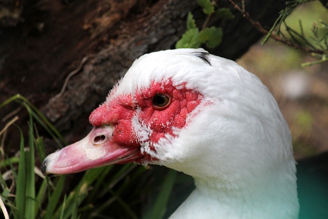 艳的比赛 艳的比赛