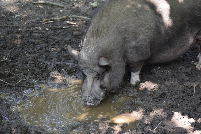 前阿森纳球 前阿森纳球