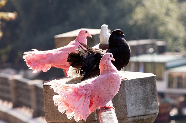 但貝爾在威 但貝爾在威